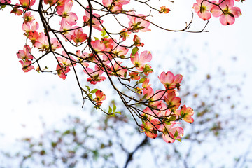 赤いハナミズキの花が咲く