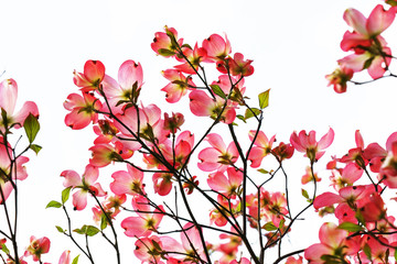 赤いハナミズキの花が咲く