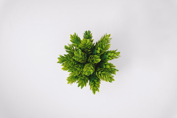Fototapeta na wymiar Overhead view of Green Potted Plant on White Background.