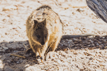 quokkas in Rottnest Island, a marsupial native of Western Australia