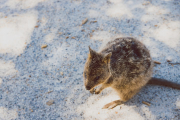 quokkas in Rottnest Island, a marsupial native of Western Australia