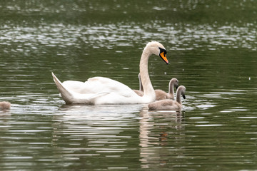 Fototapeta premium Beautiful white Swan, with small Chicks, swim in the pond cygnets mute swan white germany lake