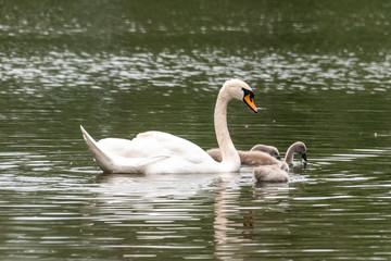 Beautiful white Swan, with small Chicks, swim in the pond cygnets mute swan white germany lake