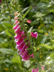 foxgloves