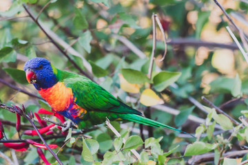 colorful Australian native Rainbow Lorikeet parrots munching on a tree