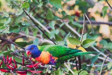 colorful Australian native Rainbow Lorikeet parrots munching on a tree