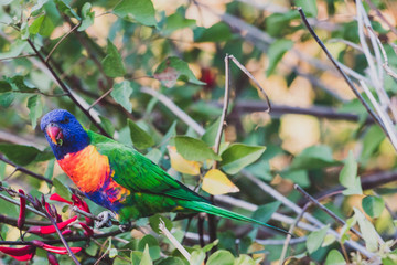 colorful Australian native Rainbow Lorikeet parrots munching on a tree