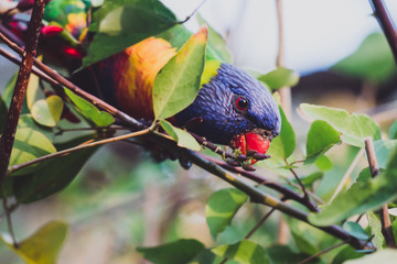 colorful Australian native Rainbow Lorikeet parrots up a tree