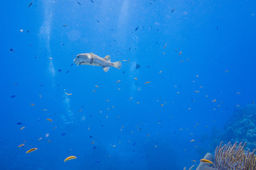 Puffer fish swimming through clear blue water