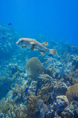 Puffer fish swimming over coral reef