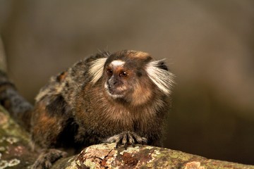 a brazilian monkey with beutiful eyes
