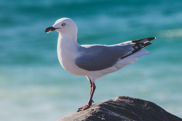 seagull on a rock at the beach next to the Indian Ocean - Powered by Adobe