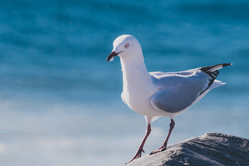 seagull on a rock at the beach next to the Indian Ocean