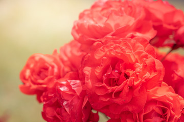 Isolated Fresh Rose, close up;