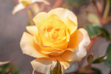 Isolated Fresh Rose, close up;