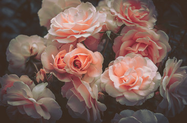 Rose, background; close up; vintage style