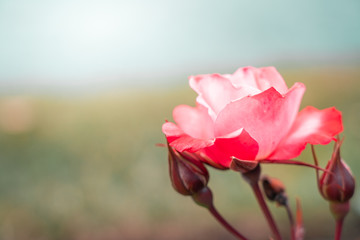 Isolated Fresh Rose, close up;