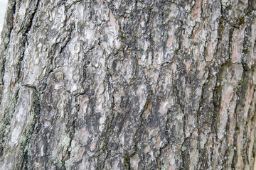 Obraz premium Wood skin pattern from a real tree