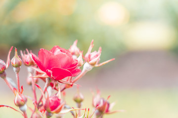 Isolated Fresh Rose, close up;