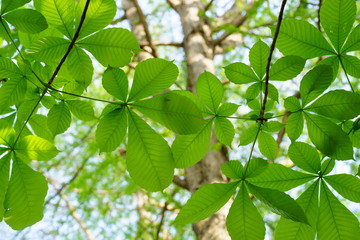 Fototapeta na wymiar トチノキの葉に春の陽光
