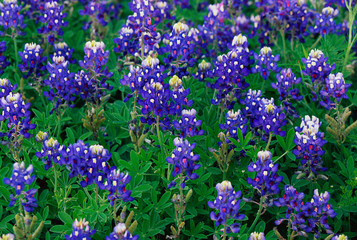 This is a close up of a field of Blue Bonnets in the hill country along Willow City Loop Road.