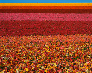 These are fields of ranunculus flowers at the Carlsbad Ranch in spring. The flowers range in color...