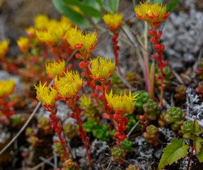 Alpine Yellow Monkeyflower Blooms