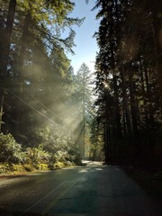 road in the forest