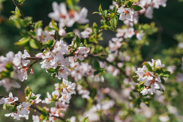Apple blossom branch background with lovely pink color Selective focus macro shot with shallow DOF. Lit by bright sun light