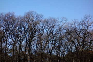 青空に映える冬季の樹木の枝ぶり模様