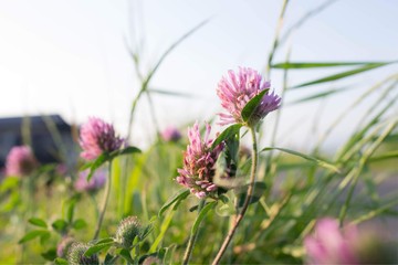 Lotus flower on loadside