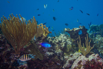 Fototapeta na wymiar Schools of fish swimming through healthy coral reef in tropical ocean