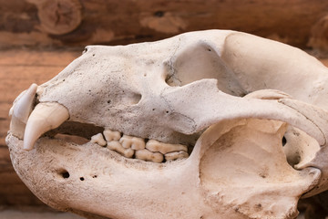Horisontal photo of adult bear skull close-up from the left side