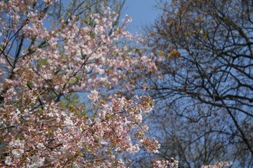 Cherry Tree in Spring Sky