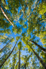 Fototapeta premium Looking up in Forest - Green Tree branches nature abstract background. Spring sunny day