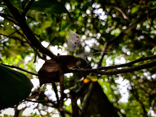 Natural macro shot in the forest.