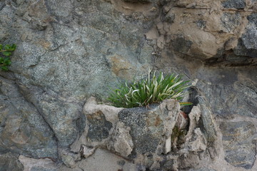 planta
