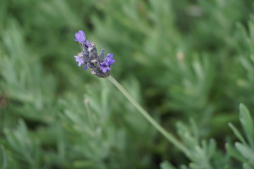 Lavanda