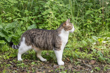 Naklejka na ściany i meble Mongrel domestic cat stands on the ground against the background of green grass and forest in summer