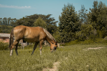 Obraz na płótnie Canvas horses grazing in a field