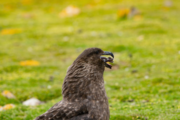  ペブル島 フォークランド諸島 Pebble Island