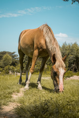 Fototapeta na wymiar brown horse in a field
