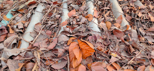 autumn leaves background