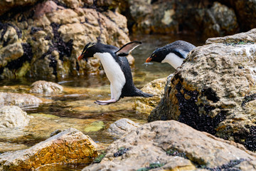 ペンギン ペブル島 フォークランド諸島 Pebble Island