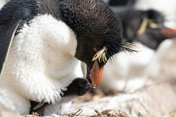 ペンギン ペブル島 フォークランド諸島 Pebble Island © Earth theater