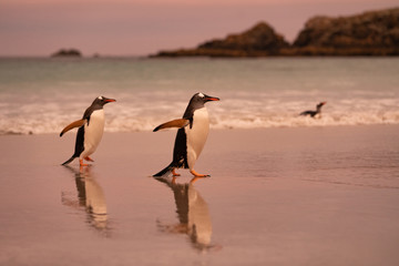 ペンギン ペブル島 フォークランド諸島 Pebble Island
