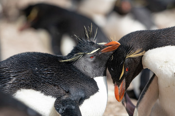 ペンギン ペブル島 フォークランド諸島 Pebble Island © Earth theater