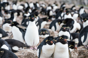 Obraz premium ペンギン ペブル島 フォークランド諸島 Pebble Island