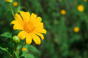 Maxican Sunflower or Tithonia diversifolia on the green background
