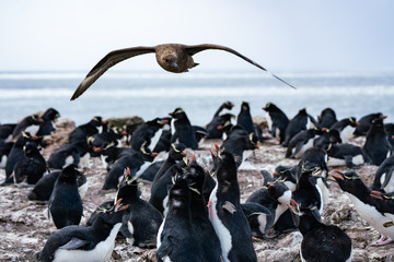 ペンギン ペブル島 フォークランド諸島 Pebble Island